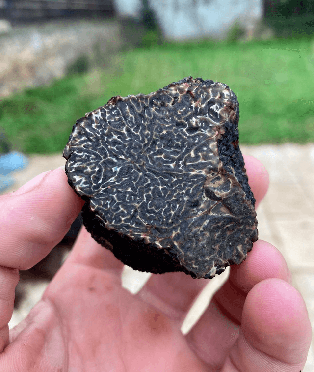 Truffe Noire — 50g