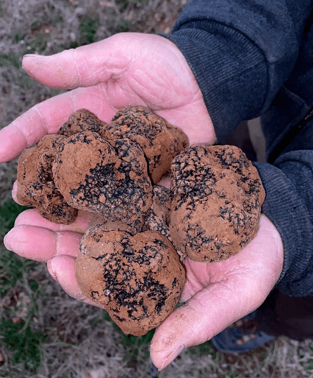 Truffe Noire — 100g