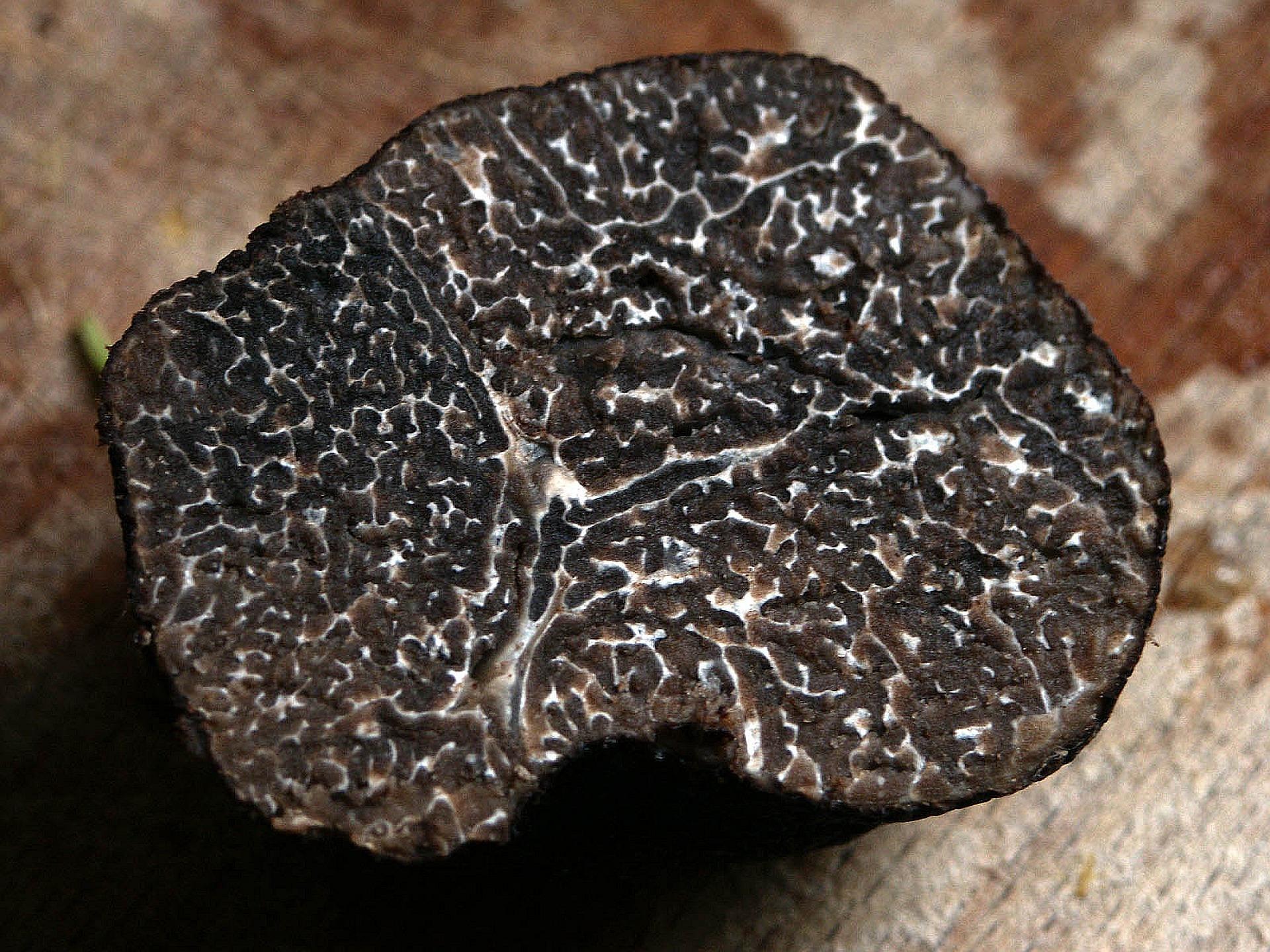 Truffe noire Tuber melanosporum